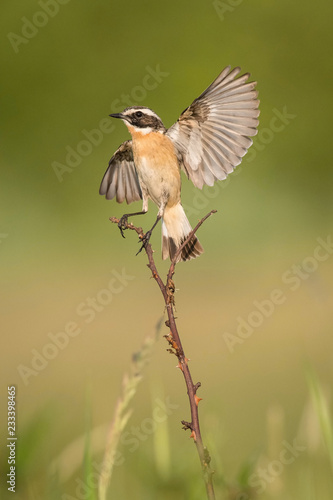 The whinchat, saxicola rubetra is sitting and posing with opened wings, next to his nest, somewhere in the grass, green background, typical environment for the nesting, golden light, Czech Republic