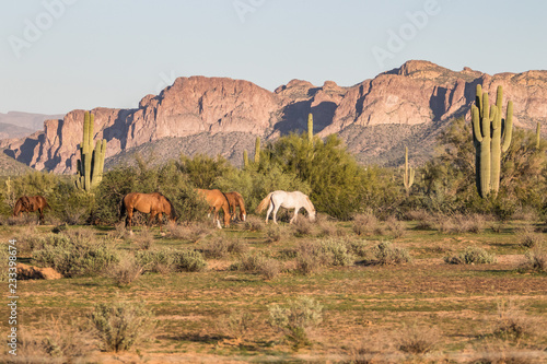 Wild Horses in Arizona