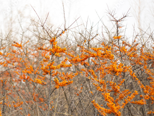  sea ​​buckthorn berries on a bush in winter © la_toja