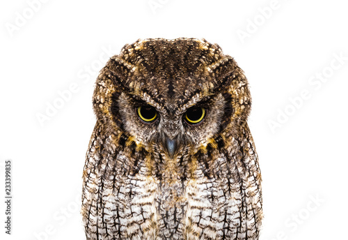 Owl face in high resolution, owl isolated.