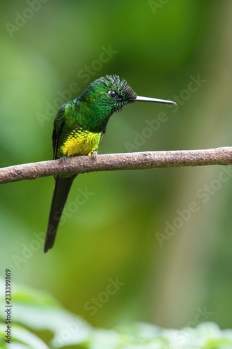 Empress Brilliant, Heliodoxa imperatrix is perched on the branch in green background, an amazing bright green hummingbird, Ecuador