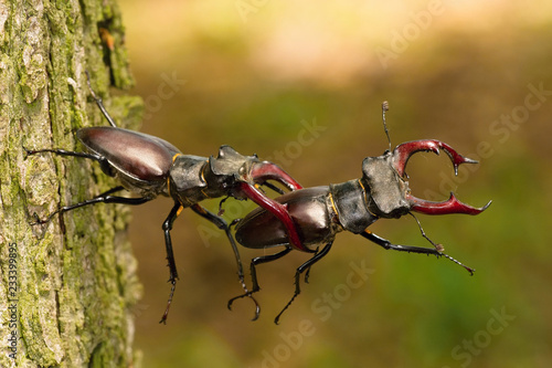 Stag beetles, Lucanus cervus are fighting for better position on the tree bark, during mating season, colorful bokeh background photo