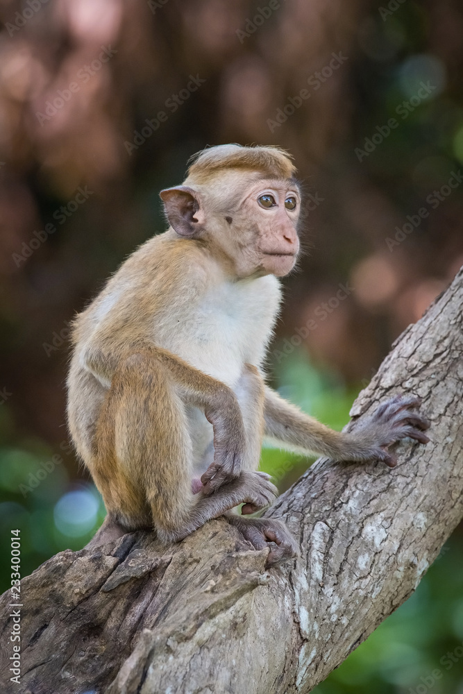 The toque macaque, macaca sinica is  climbing the tree in the Jetavanaramaya temple park in Sri Lanka. Monkey on the tree with brown background. ..