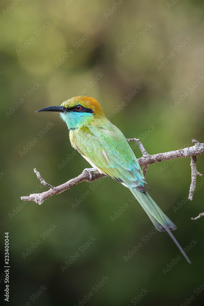 The Little Green Bee-eater, Merops orientalis is sitting on the twig, nice colorful background with interesting bokeh, Srí Lanka The Little Green Bee-eater, Merops orientalis is sitting on the twig, nice colorful background with interesting bokeh, Srí Lanka