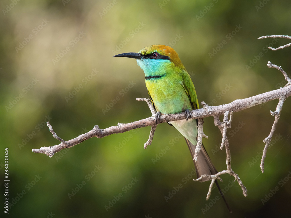 The Little Green Bee-eater, Merops orientalis is sitting on the twig, nice colorful background with interesting bokeh, Srí Lanka The Little Green Bee-eater, Merops orientalis is sitting on the twig, nice colorful background with interesting bokeh, Srí Lanka
