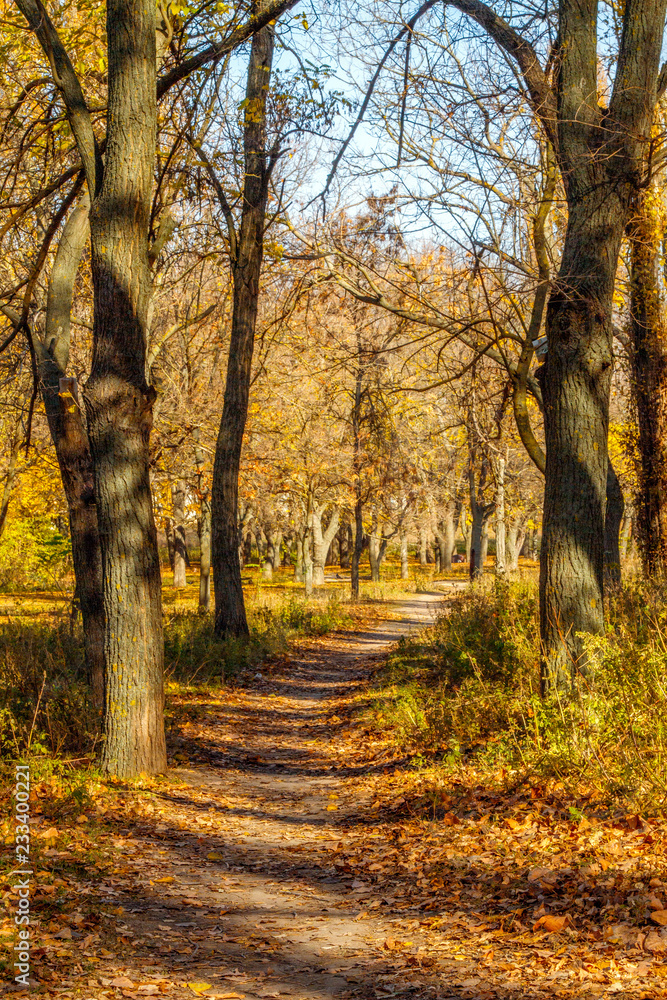  narrow path in a park in autumn between trees without leaves