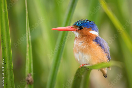 The Malachite Kingfisher, Corythornis cristatus is sitting and posing on the reed, amazing picturesque green background, in the morning during sunrise, waiting for its prey in Uganda © Petr Šimon