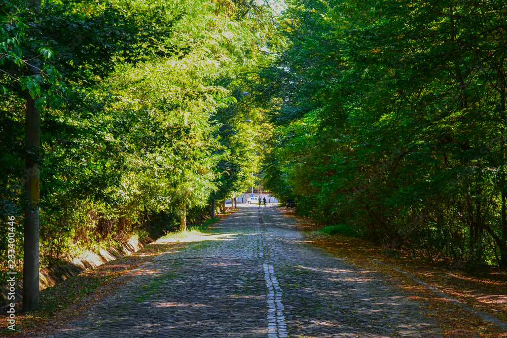 Fototapeta premium Path in forest