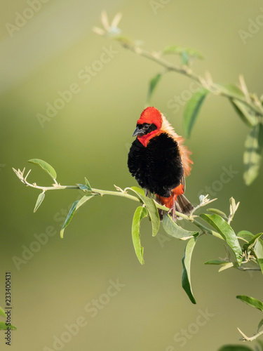 The Red Bishop, Euplectes orix is sitting on the branch and posing. Male is showing off. It is flying red gem of Uganda, green backround..