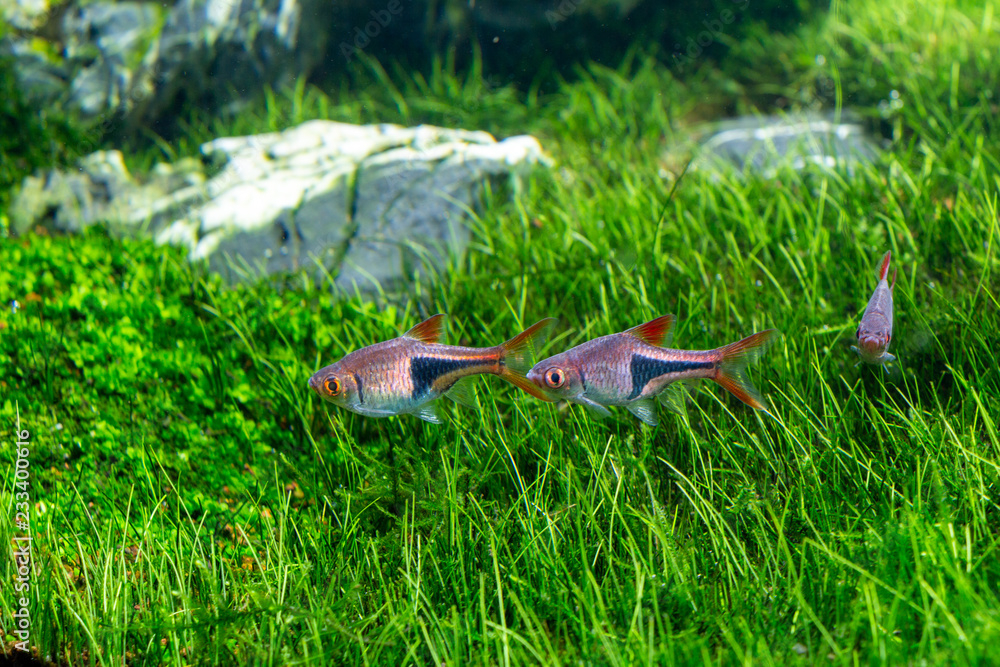 Trigonostigma heteromorpha Fish Trigonostigma heteromorpha Fish