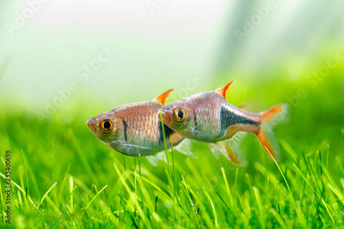Fotografie Trigonostigma heteromorpha Fish