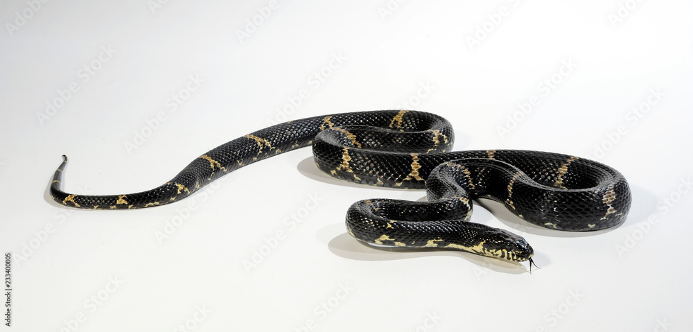 Naklejka premium Amurnatter (Elaphe schrenckii) - Amur rat snake