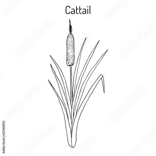 Cattail Typha latifolia , or common bulrush, great reedmace, wetland plant