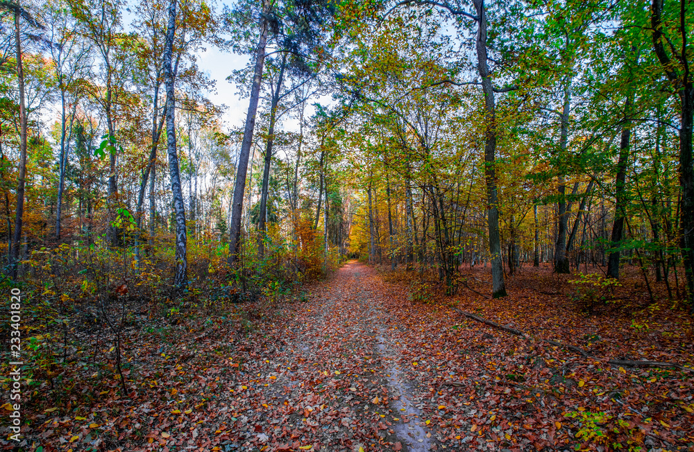 Obraz premium autumn or fall country road in the forest with sunflare or sunrays