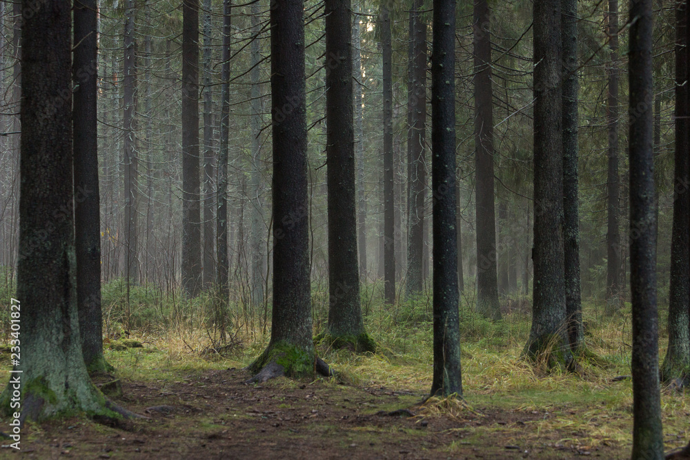Obraz premium Forest in late autumn
