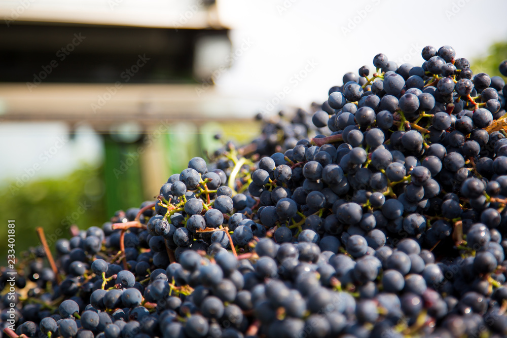 perfect grapes for red wine