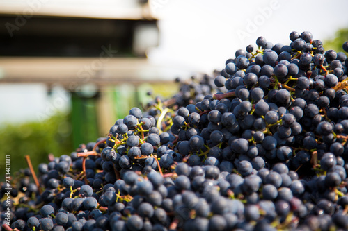 Obraz na płótnie perfect grapes for red wine w salonie