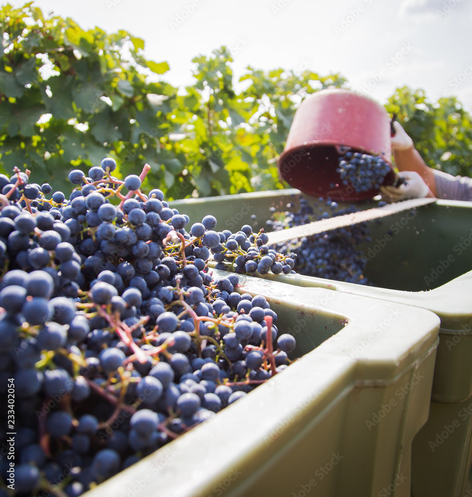 harvesting grapes for red wine