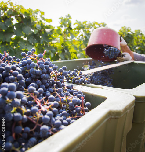 Obraz na płótnie harvesting grapes for red wine w salonie