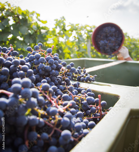 red wine harvesting