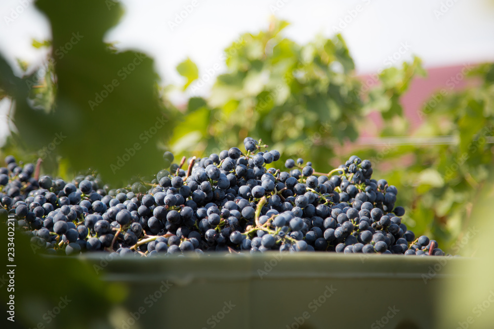 fresh grapes. perfect for wine