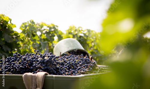 harvesting in vineyards