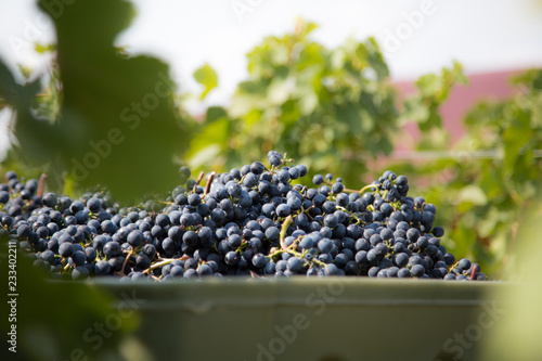 Obraz na płótnie fresh grapes. perfect for wine w salonie