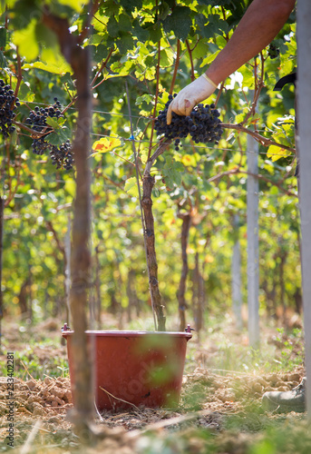 Obraz na płótnie harvesting by hand w salonie