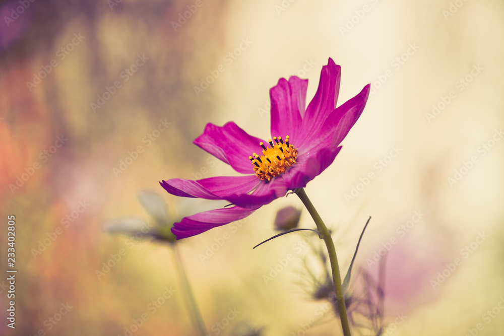 Fototapeta premium Cosmos flower
