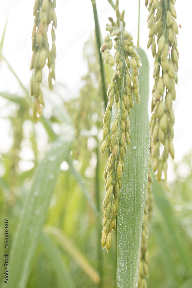 Closeup of rice spike in Paddy field on autumn