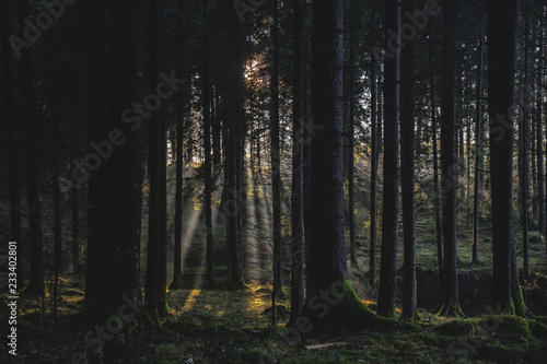 beautiful sun rays between trees in a foggy forest