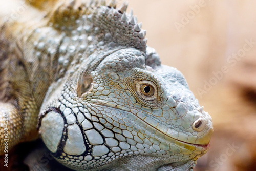 Iguana