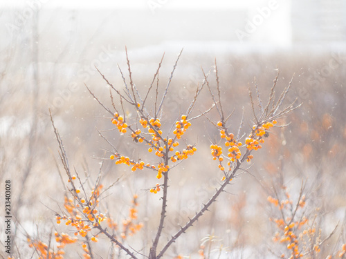  sea ​​buckthorn berries and snow © la_toja