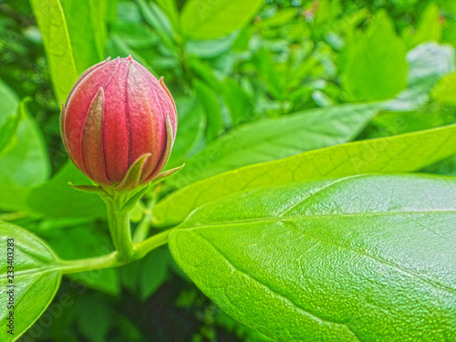 lotus leaf 