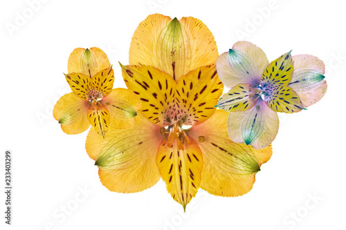 yellow flowers on white background