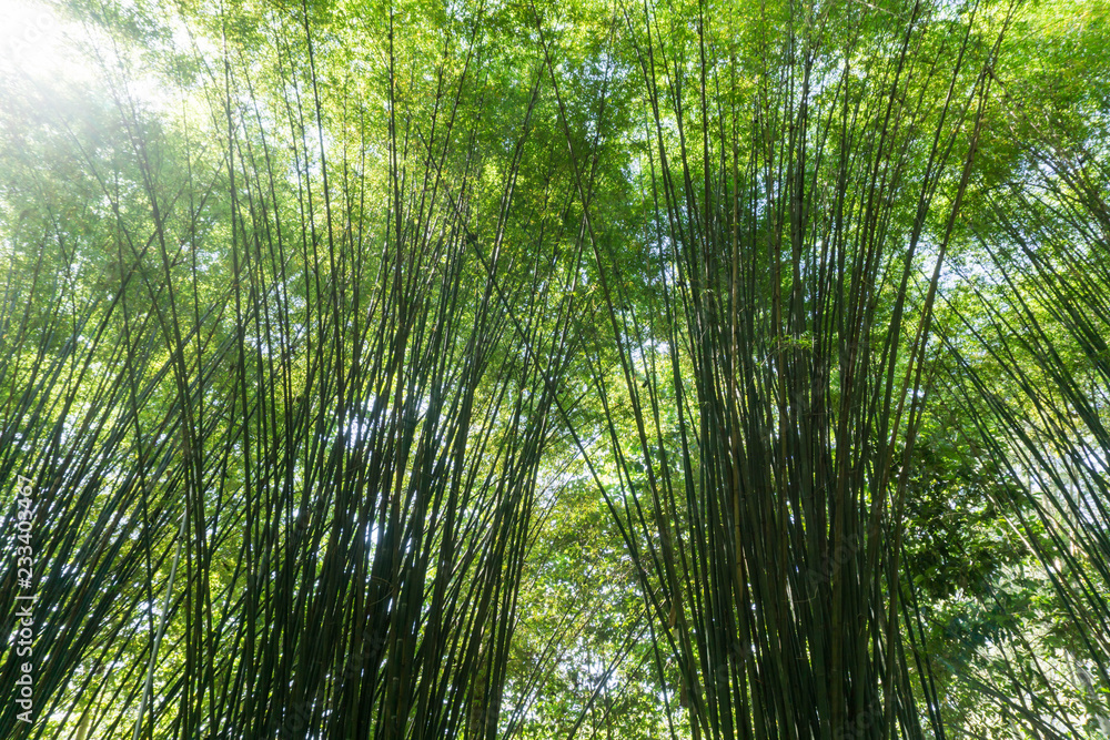 bamboo forest,Bamboo branch beautiful green nature background bamboo forest,Bamboo branch beautiful green nature background