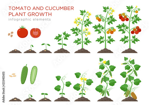 Tomato and cucumber plants growth stages infographic elements in flat design. Planting process from seeds sprout to ripe vegetable, plant life cycle isolated on white background vector illustration.