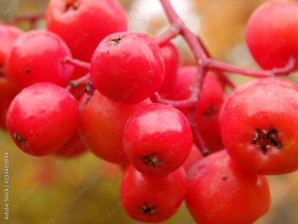 fruit, red, food, berry, currant, ripe, fresh, isolated, healthy, berries, sweet, nature, bunch, cherry, juicy, plant, diet, close-up, white, green, summer, viburnum, redcurrant, dessert, closeup fruit, red, food, berry, currant, ripe, fresh, isolated, healthy, berries, sweet, nature, bunch, cherry, juicy, plant, diet, close-up, white, green, summer, viburnum, redcurrant, dessert, closeup