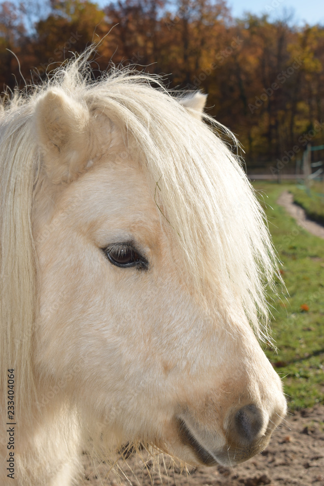 Obraz premium Bel entier