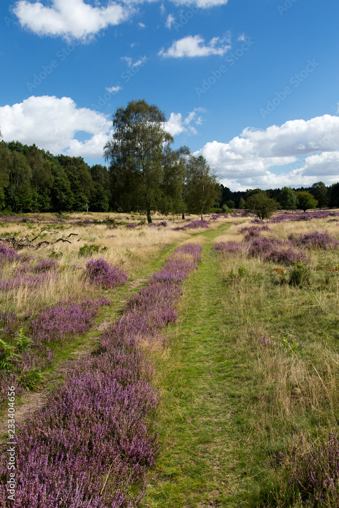 Fototapeta premium Parkland Heather