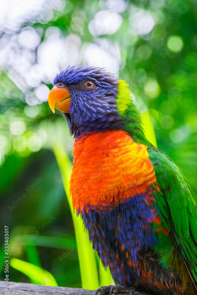 Fototapeta premium Colorful rainbow lorikeet parrot