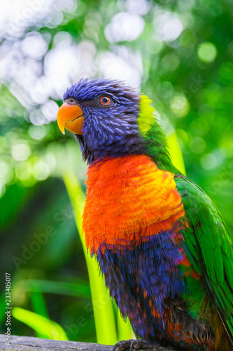 Colorful rainbow lorikeet parrot