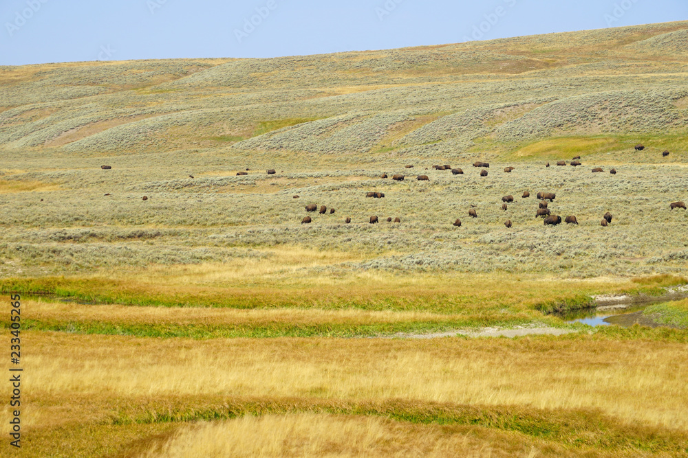 Obraz premium View of a herd of bison in the grass in the Hayden Valley in Yellowstone National Park, Wyoming