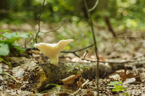 Fototapeta Naklejka Na Ścianę i Meble -  Beautiful wild mushroom is white color. Small depth of field