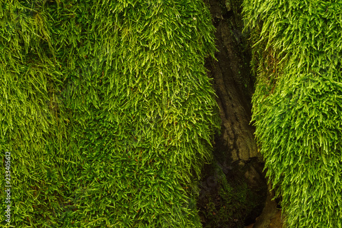The trunk of the tree is covered with moss. Bark of a tree close up. Texture