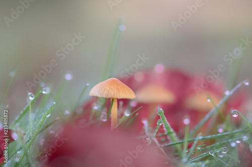 Wallpaper Mural Tiny mushroom in grass with dew Torontodigital.ca
