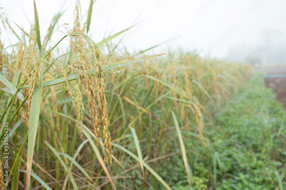 Closeup of rice spike in Paddy field on autumn Closeup of rice spike in Paddy field on autumn