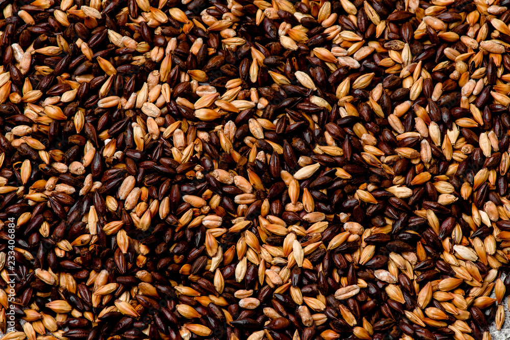 Malted grain closeup. Mixed varieties of malted grain on a gray background. close-up. top view. flat lay Malted grain closeup. Mixed varieties of malted grain on a gray background. close-up. top view. flat lay