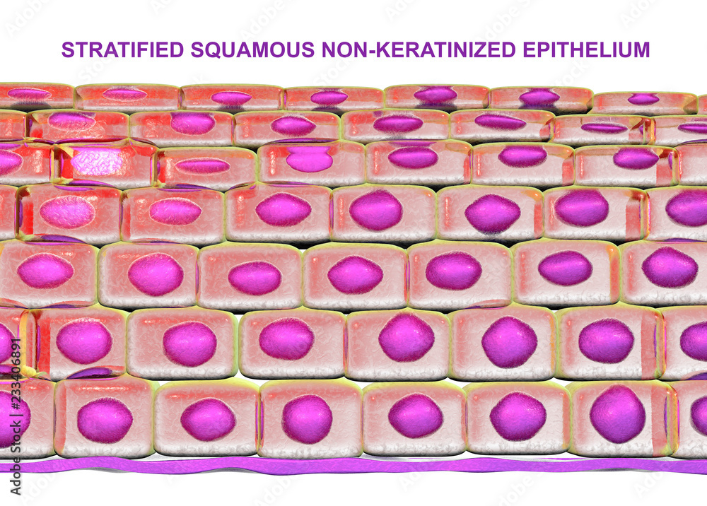 Keratinized Vs Non Keratinized Stratified Squamous Epithelium Stratified Squamous Epithelium Non Keratinized