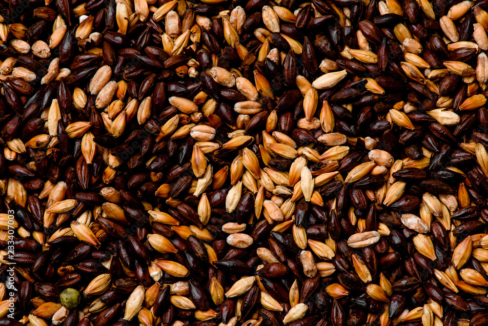Malted grain closeup. Mixed varieties of malted grain on a gray background. close-up. top view. flat lay Malted grain closeup. Mixed varieties of malted grain on a gray background. close-up. top view. flat lay